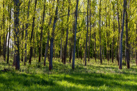 Meadow on which are trees. The sun shines through the forest.
