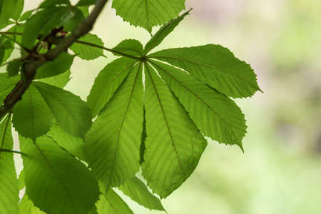 Green leaves and white flower of a chestnut tree.