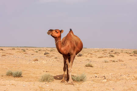Camels resting in the desert on the sand in Tunisia.の写真素材