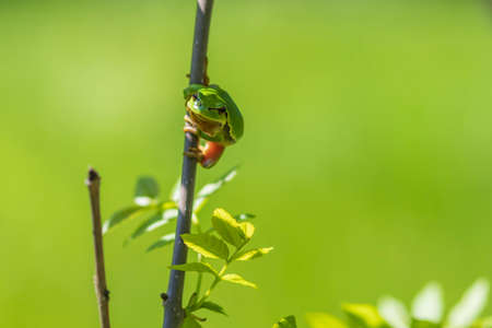 Green tree frog - Hyla arborea climbs a tree branch and has green leaves around it. The background...