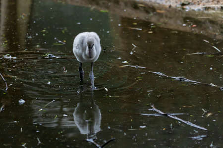 A small gray young flamingo stands in the water of a pond and hunts for food.の写真素材