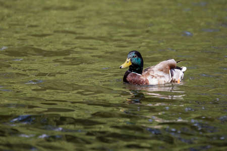 A colorful duck swims on a pond. There are circles around him.の写真素材