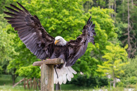A falcon-headed bald eagle lands on a wooden stake. The eagle has outstretched wings.の写真素材