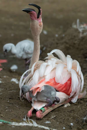 The adult Flamingo has a gray cub with him.の写真素材