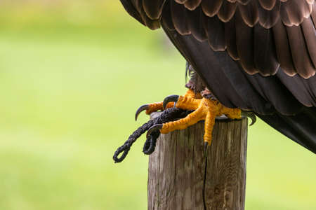Close-up of the legs and claws of an eagle sitting on a wooden stake.