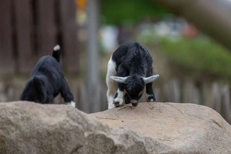 A young black goat stands on a stone. The kid is wearing a white stain.の写真素材