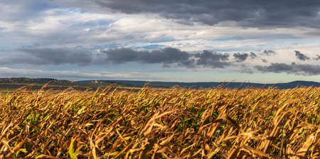 A view of the top of Palava in the Czech Republic. In the foreground is a corn field in the wind. In the background are rain clouds.の写真素材