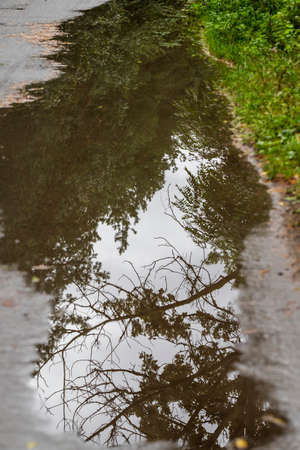 The tree is reflected in a pool of water after the rain.の写真素材