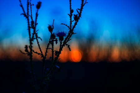 Colorful thistle in the setting sun. In the background is a colorful sky illuminated by the setting sun.の写真素材
