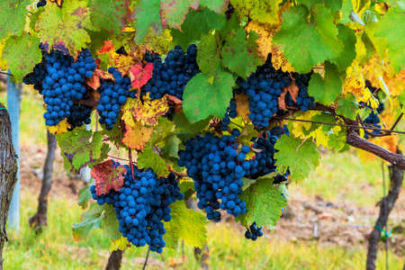 Blue bunches of grapes hanging in a vineyard in the setting sun. The wine is ripe for harvest.の写真素材