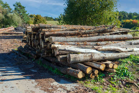 Felled trees worked into trunks lie in a meadow
