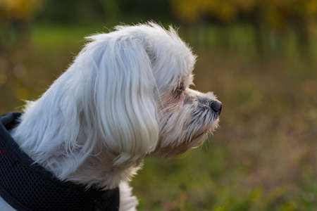 Maltese dog - white dog in a meadow in the setting sunの写真素材