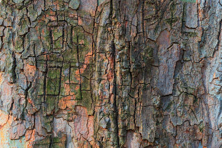 The structure of the gray bark of an old tree.