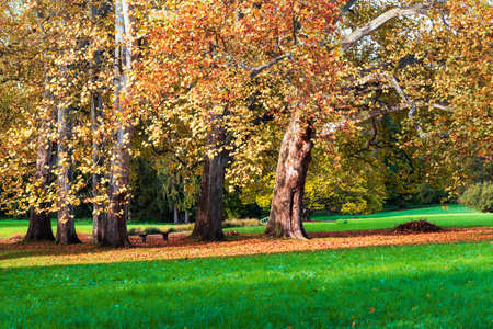 The big old trees in the autumn park are colorful. castle park in Kromeriz in the Czech Republic in Europeの写真素材