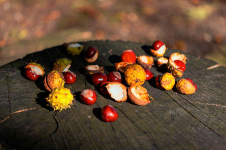 Chestnuts in green wrapping and without wrapping on a wooden bench. The photo has a nice bokeh in...