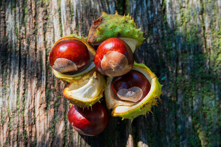 Chestnuts in green wrapping and without wrapping on a wooden bench. The photo has a nice bokeh in the setting sun.の写真素材