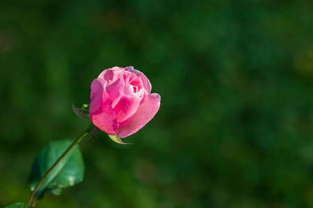 Pink tea rose on a green backgroundの写真素材