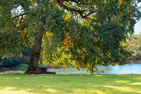 Bench under a tree by the river. The blue sky is in the background