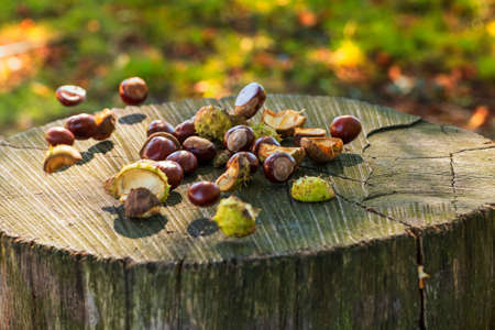 Chestnuts in green wrapping and without wrapping on a wooden bench. The photo has a nice bokeh in the setting sun.の写真素材