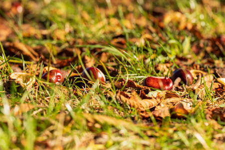 Chestnuts in a green wrapper are grazed in the grass.の写真素材