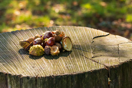 Chestnuts in green wrapping and without wrapping on a wooden bench. The photo has a nice bokeh in the setting sun.の写真素材
