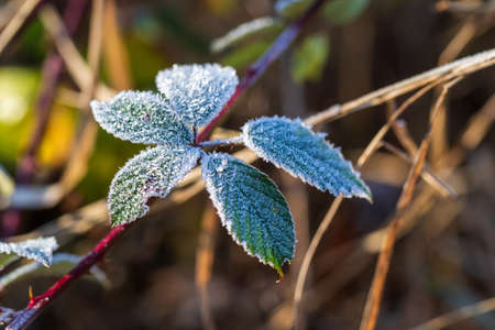 Green leaves of a bush on which is icing white ice crystals.の写真素材