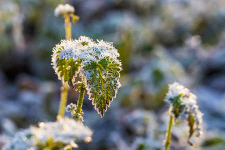 White icing on green nettle leaves in the meadow.の写真素材