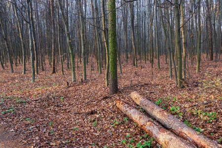 Two large tree trunks laid on the edge of the autumn forest. A blue sky can be seen among the trees.の写真素材