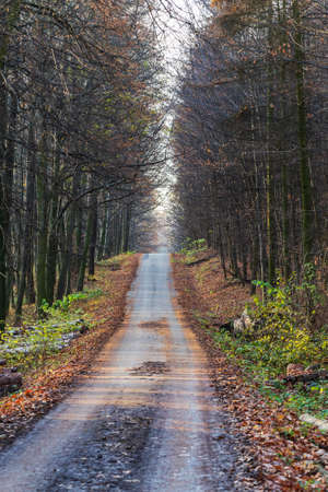 Road between trees in the forest. The sky shines in the background.の写真素材