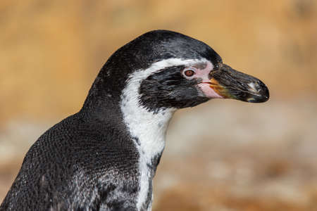 Portrait of a Humboldt Penguin - Spheniscus humboldti on a light backgroundの写真素材