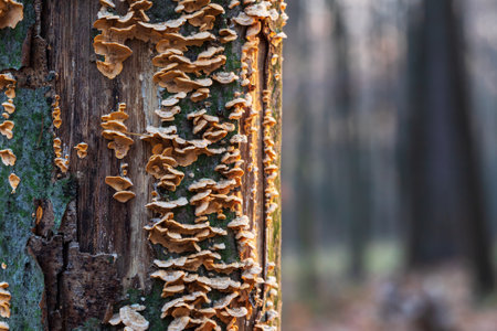 Tree trunk with peeled bark. A fungus grows on the trunk of a tree.