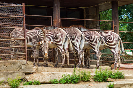 Zebra - Hippotigris stands by the feeder. You can see four zebras from the back and one zebra from the front.の写真素材