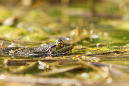 The green toad lies on the surface of the pond among the reeds.