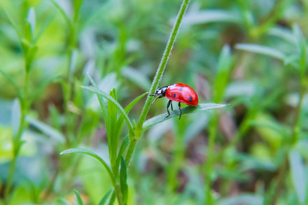 A red ladybug crawls on a plant in a meadow.