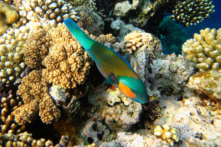 Colorful fish swim in the Red Sea around corals.の写真素材