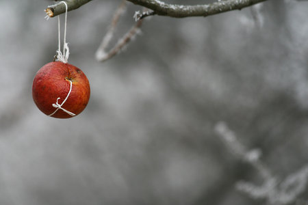 A red apple hanging on a tree as food for birds in winter.の写真素材