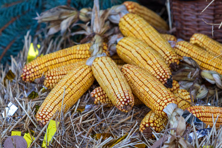 Ears of dried corn as decoration for Christmas.