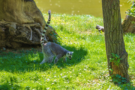 Lemur - Lemur catta is on the ground in the grass.