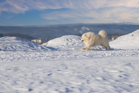 Samoyed - Samoyed beautiful breed Siberian white dog running in the snow. He has an open mouth and...