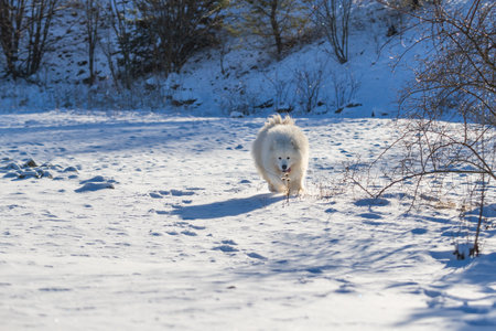Samoyed - Samoyed beautiful breed Siberian white dog running in the snow. The dog's tongue is out, snow is flying around him.の写真素材