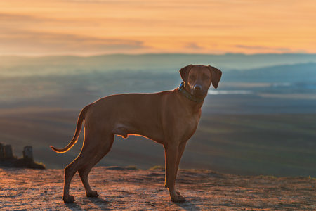 Rhodesian Ridgeback - A large brown dog stands on a hill and the landscape is at sunset.