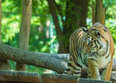 Portrait of a tiger standing on wood among the trees.の写真素材