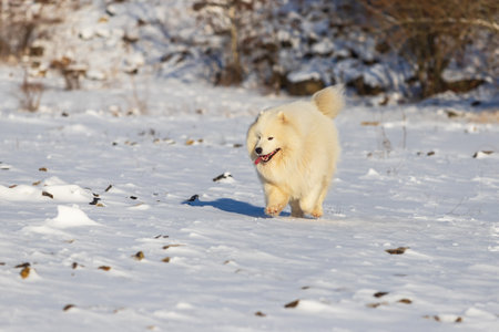 Samoyed - Samoyed beautiful breed Siberian white dog running in the snow. The dog's tongue is out, snow is flying around him.の写真素材