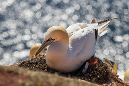 Wild bird in the wild Morus bassanus - Northern Gannet on the island of Helgoland on the North Sea in Germany. The background is a nice bokeh.の写真素材