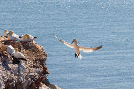 Wild bird in the wild Morus bassanus - Northern Gannet on the island of Helgoland on the North Sea...