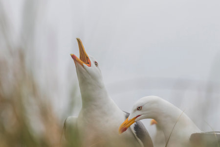 Larus marinus - Great white gull nests on the North Sea coast. Wild photo on the island of Dune in Germany. Photo has nice background and bokeh.の写真素材