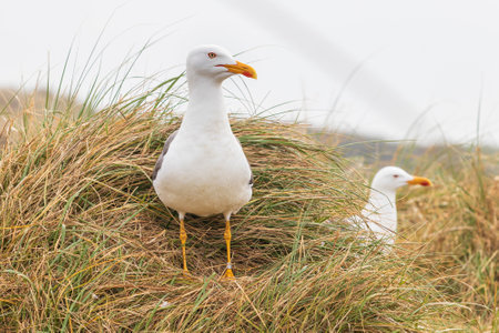 Larus marinus - Seagull - a large white-gray bird in a meadow in the grass.の写真素材
