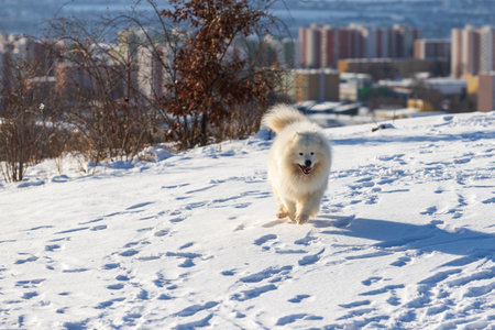 Samoyed - Samoyed beautiful breed Siberian white dog. The dog runs along a snowy road and has his tongue out. The city can be seen in the background.の素材 [FY310163346788]