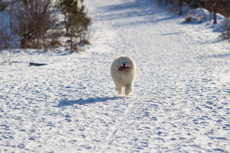 Samoyed - Samoyed beautiful breed Siberian white dog. The dog runs along a snowy path and has a tongue out. There are snow-covered trees and shrubs.の写真素材