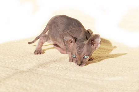 Little kitten Sphynx - hairless cat. Kitten on a white background is crouched on fur.の写真素材